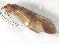 Image of Trichomacronema paniae Malicky & Chantaramongkol 1991