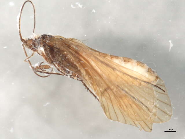 Drusus discolor (Rambur 1842)的圖片