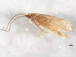 Image of Metanoea flavipennis (Pictet 1834)