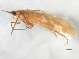 Image of Metanoea flavipennis (Pictet 1834)