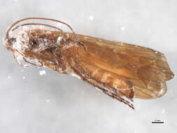 Limnephilus germanus McLachlan 1875 resmi