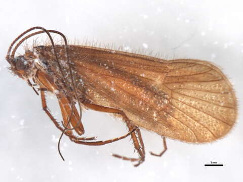 Image of Chaetopteryx fusca Brauer 1857