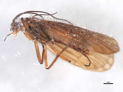 Image of Chaetopteryx fusca Brauer 1857