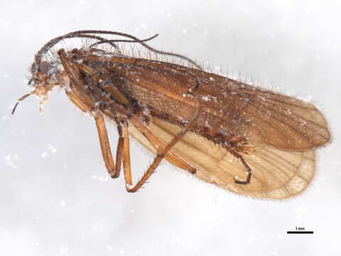 Chaetopteryx fusca Brauer 1857 resmi