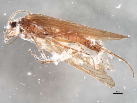 Rhyacophila simulatrix McLachlan 1879 resmi