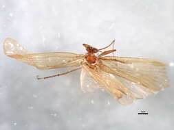 Image of Metanoea rhaetica Schmid 1956