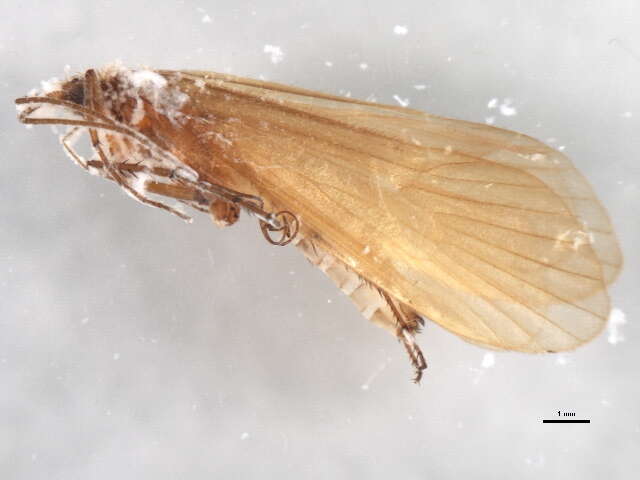 Image of Metanoea flavipennis (Pictet 1834)