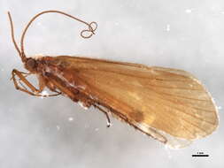 Image of Metanoea flavipennis (Pictet 1834)