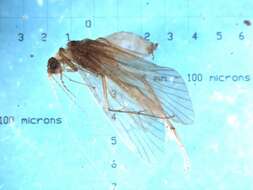 Image of Cheumatopsyche (Cheumatopsyche) cocles Malicky & Chantaramongkol ex Malicky 1997