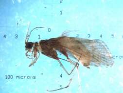 Image of Cheumatopsyche (Cheumatopsyche) charites Malicky & Chantaramongkol ex Malicky 1997