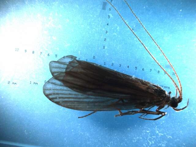 Image of Odontocerum hellenicum Malicky 1972