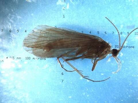 Image of Plectrocnemia laetabilis McLachlan 1880