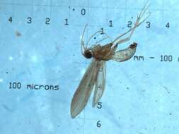 Image of Psychomyia mithila Malicky & Chantaramongkol 1993