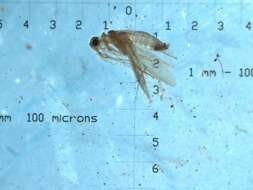 Image of Psychomyia intorachit Malicky & Chantaramongkol 1993