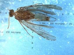 Polycentropus kingi McLachlan 1881的圖片