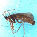 Image of Psilopteryx (Psilopteryx) schmidi Kumanski 1970