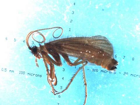 صورة Psilopteryx (Psilopteryx) schmidi Kumanski 1970