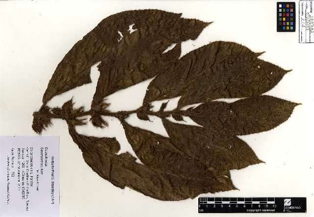 Image of columnea