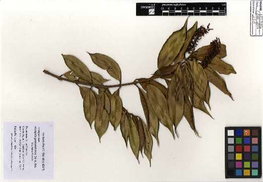 Image of Myrtle Order