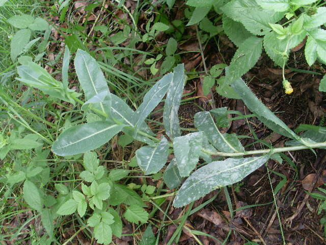 Image of sowthistle