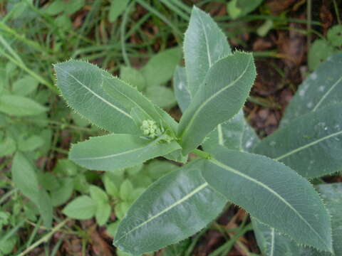 Image of sowthistle