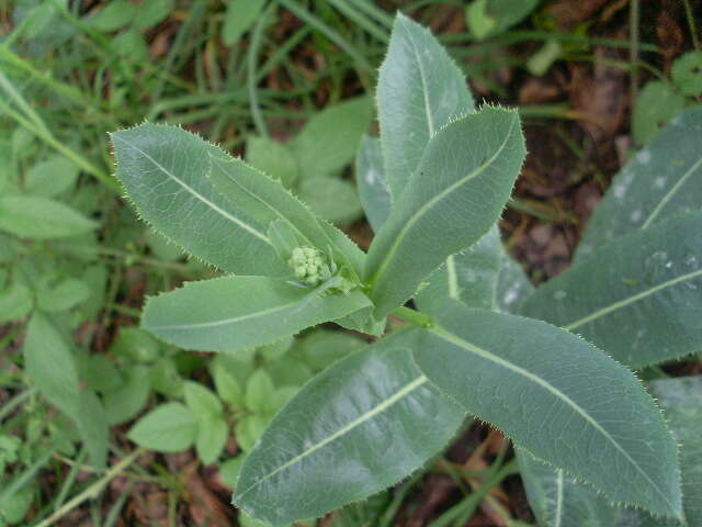 Image de Sonchus