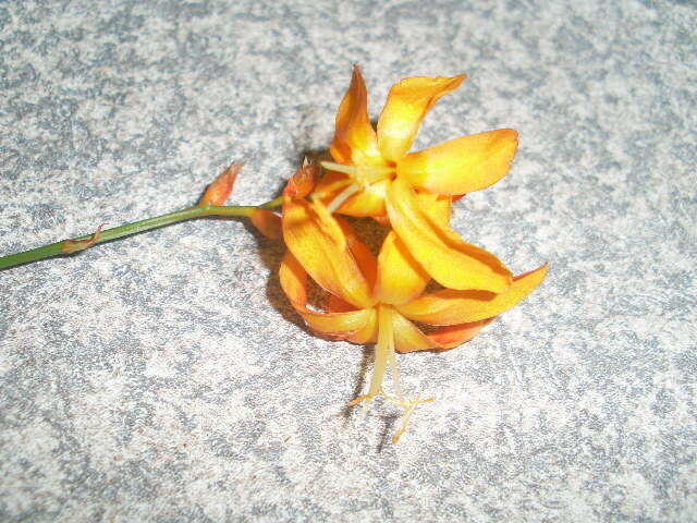 Image of freesia