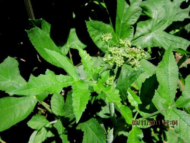 Imagem de Heracleum