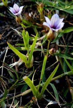 Image of Blue-eyed grass