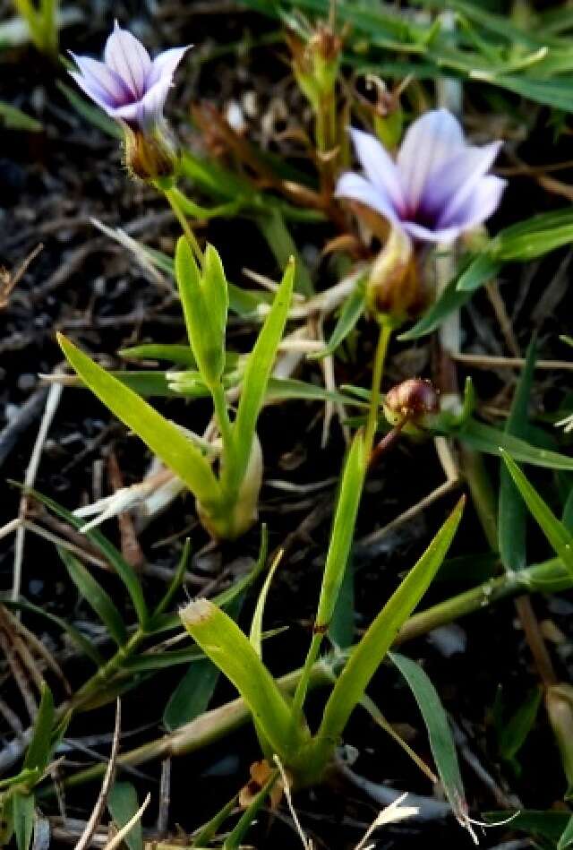 Image of Blue-eyed grass