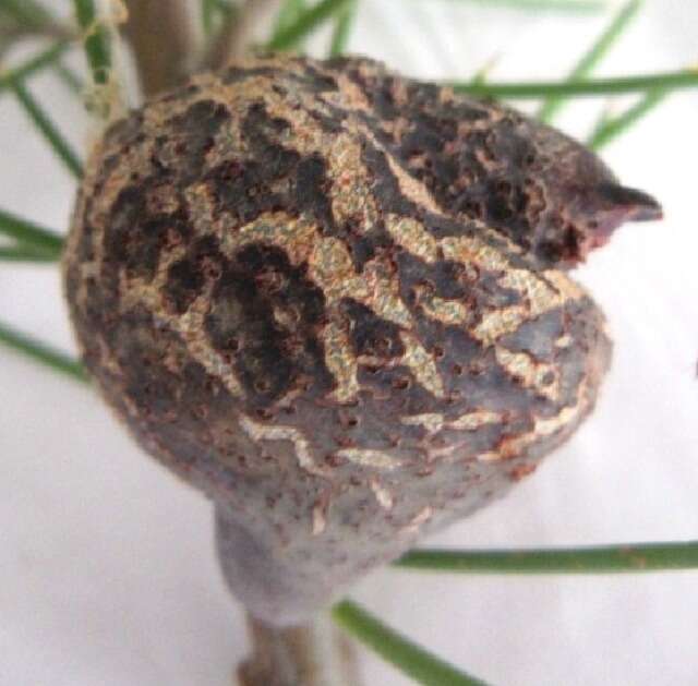 Image of pincushion tree