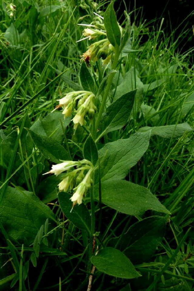 Image of comfrey