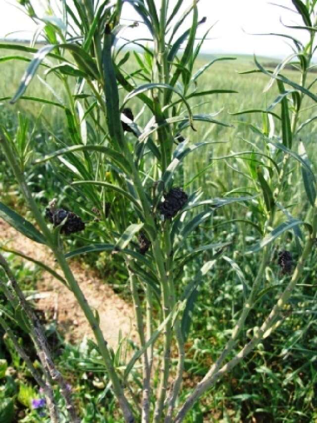 Image of milkweed