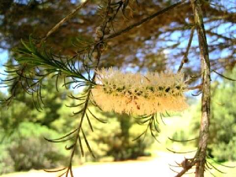 Image de Melaleuca