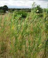 Image of milkweed