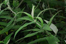 Image of Butterfly Bush