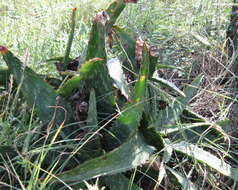 Imagem de Aloe greatheadii var. davyana (Schönland) Glen & D. S. Hardy