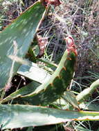 Imagem de Aloe greatheadii var. davyana (Schönland) Glen & D. S. Hardy