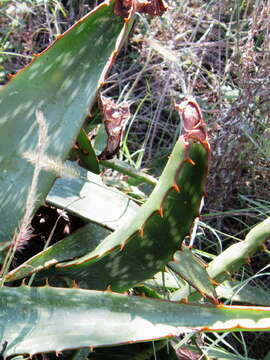 Image of Aloe greatheadii var. davyana (Schönland) Glen & D. S. Hardy