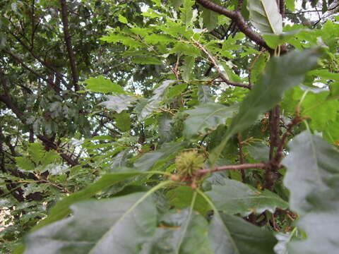 Image of poison oak