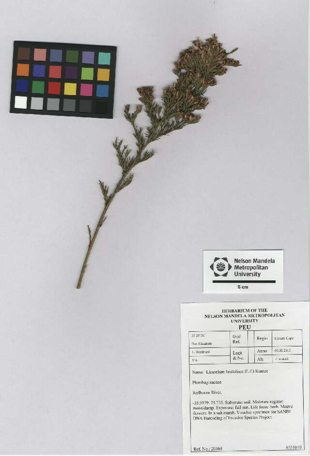 Image of Marsh Rosemary