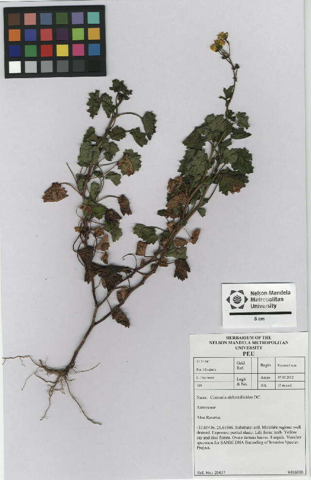 Image of cineraria