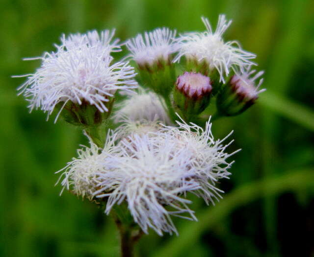 Imagem de Ageratum