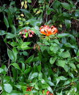 Image of flame lily family