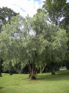 Image of Peruvian peppertree