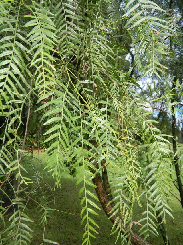 Image of Peruvian peppertree