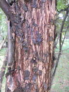 Image of Peruvian peppertree