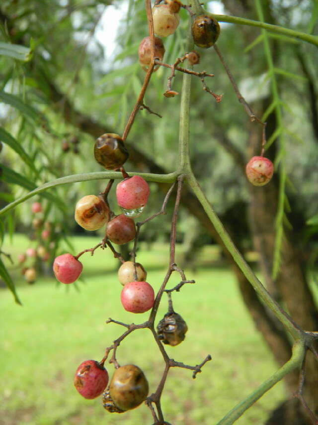 Image of Peruvian peppertree