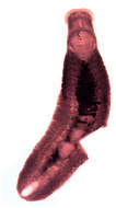 Image of Rhabditophora