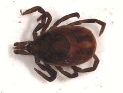 Image of Ixodes ricinus (Linnaeus 1758)